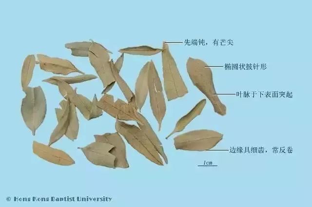 罗布麻叶小芒尖图片