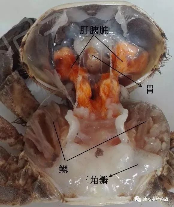 螃蟹骨骼的生长部位图片