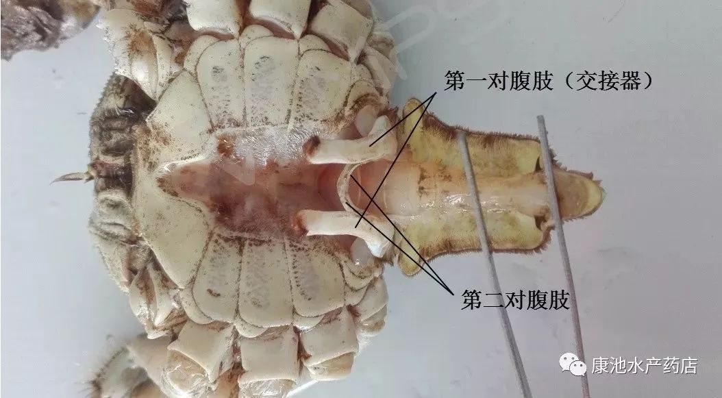 梭子蟹内部构造图图片