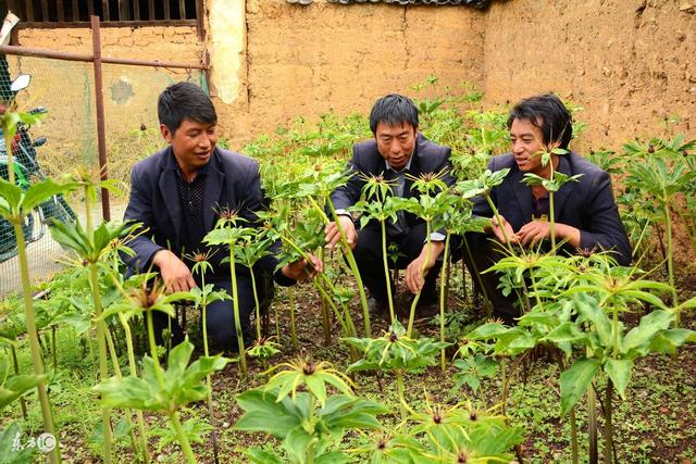 这种中药材名贵稀缺,投入成本高,但种植成功亩赚25万,你敢试吗