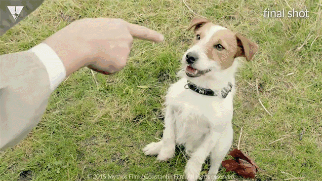 狗咬狗表情包gif图片