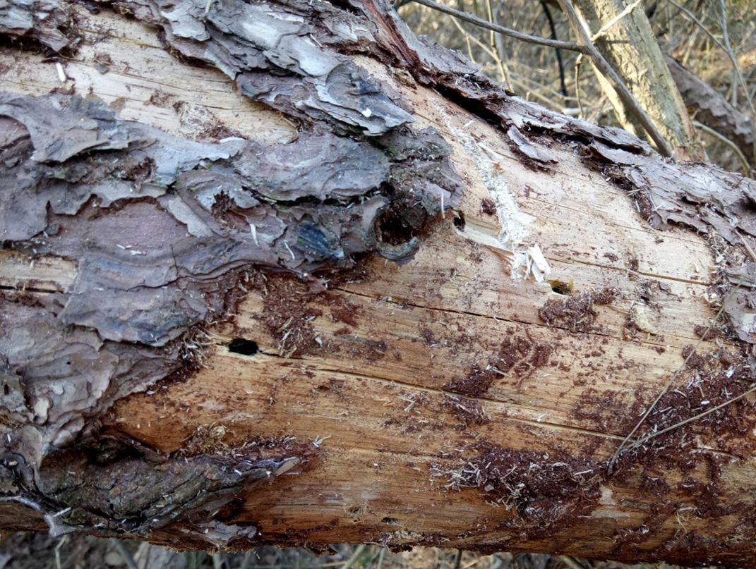 关注松材线虫病在罗田迅速蔓延已造成大量松树枯死赶紧看看如何防治