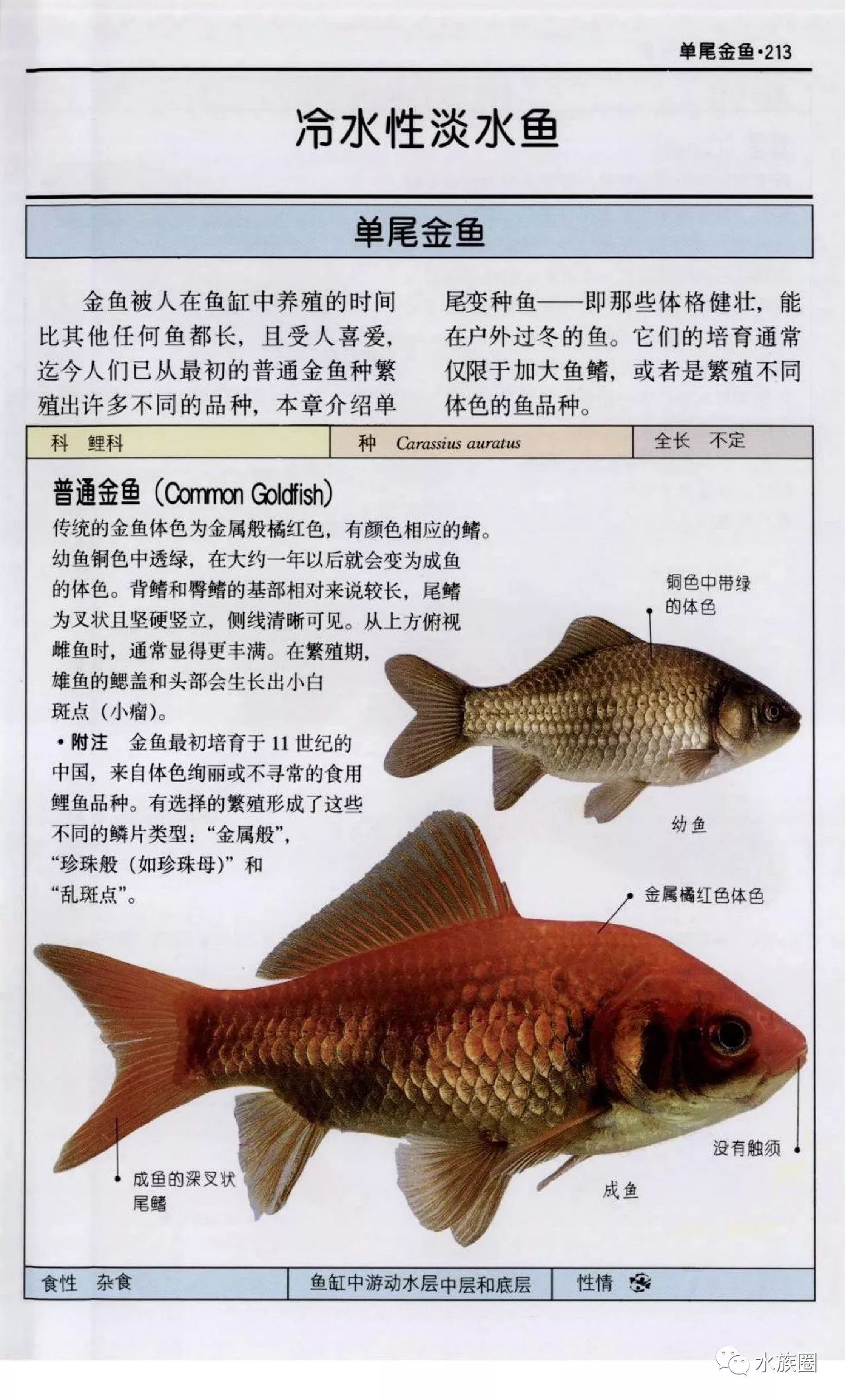 观赏鱼:全世界500多种观赏鱼的彩色图鉴 米尔斯