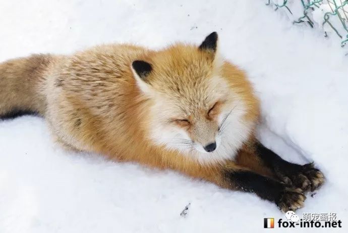 冰天雪地里的胖狐狸赤狐和雪景真的是绝配