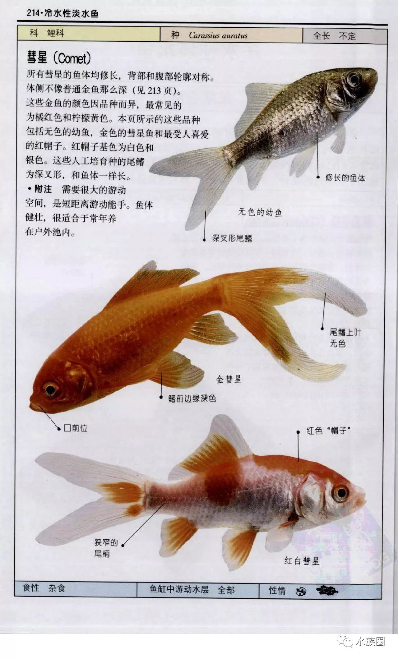 观赏鲷鱼种类图解图片