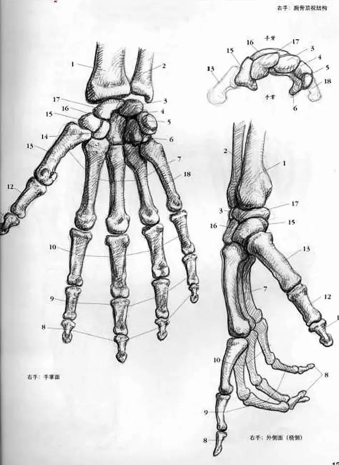 素描教程手的畫法及結構圖