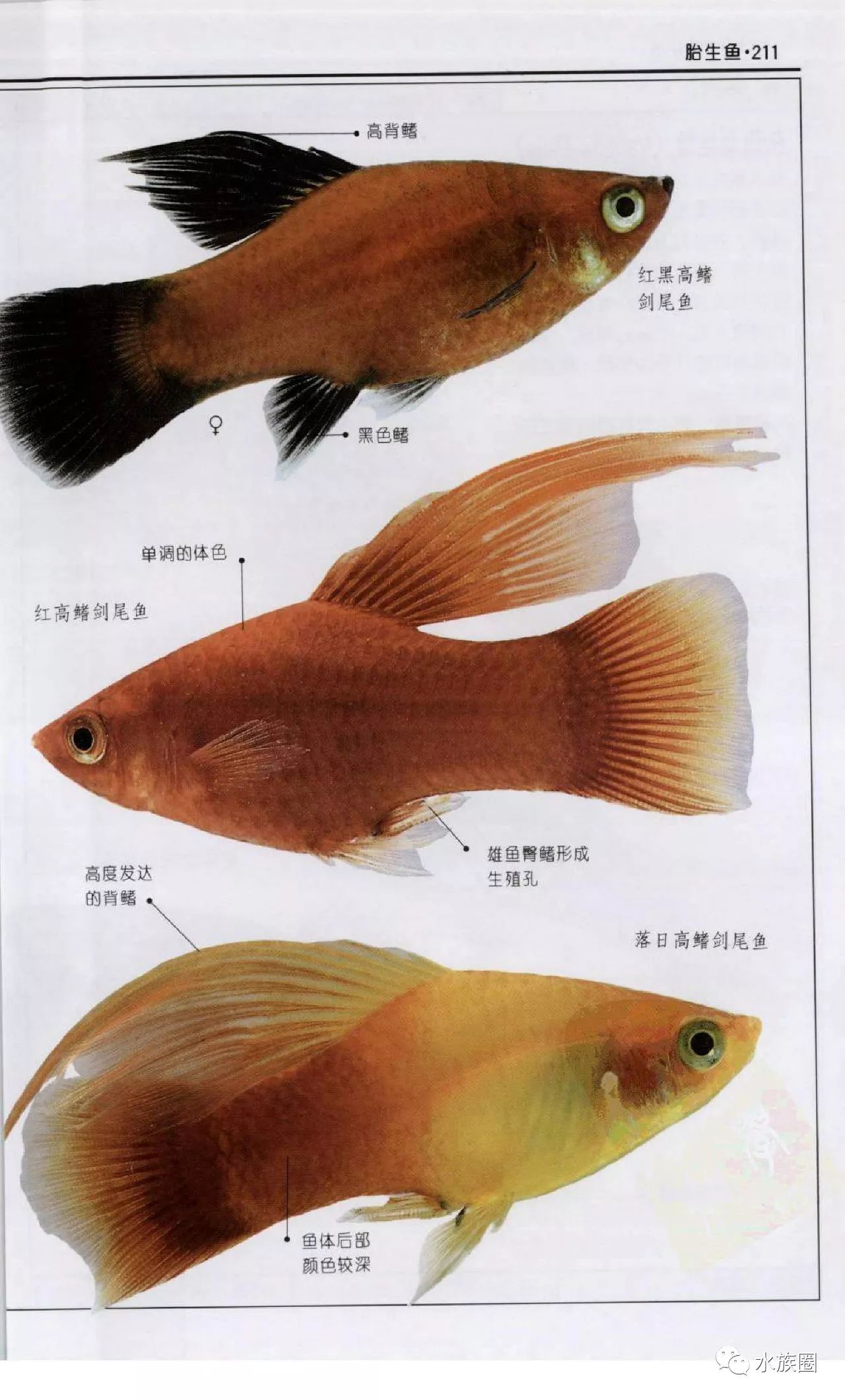 各种观赏鱼名字图片