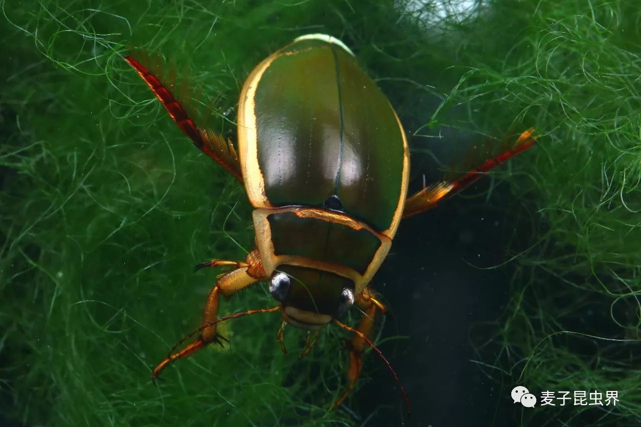 水虿龙虱图片