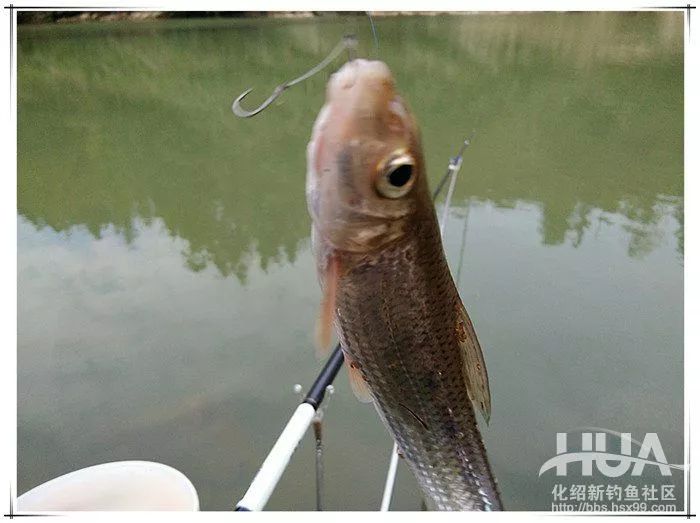 魚情不快是意料中的,想不到的是開竿既不是大眼鯿,也不是重唇魚,而是