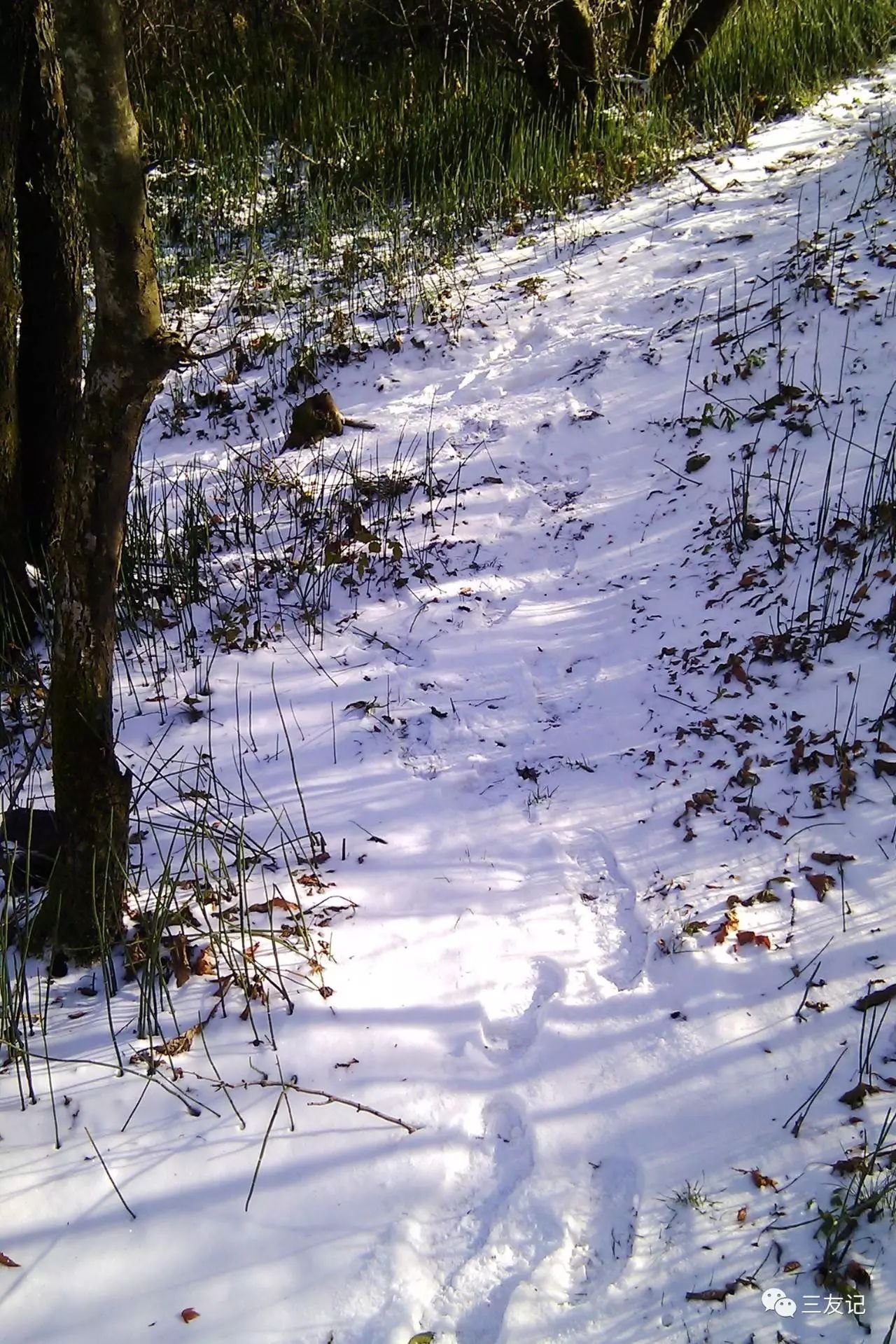 歲月詩箋一月期待一場久違的飄雪