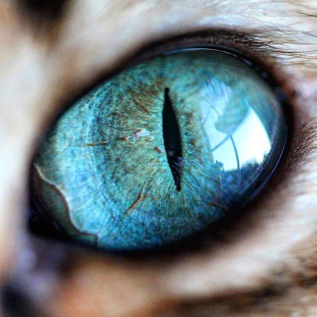 27岁挪威女摄影师镜头下的猫咪眼睛,晶莹宛如宝石!