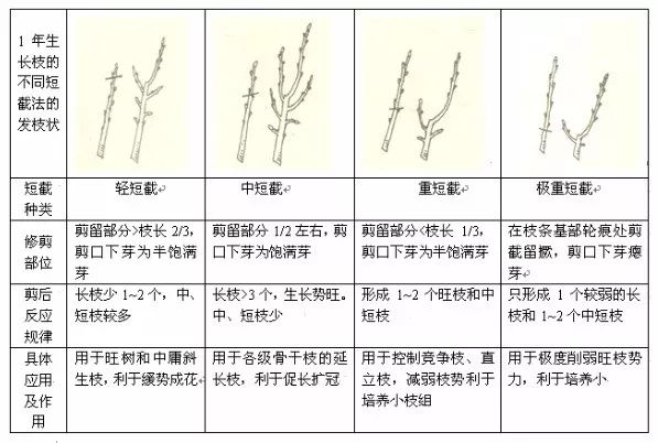 14种果树修剪图解图片