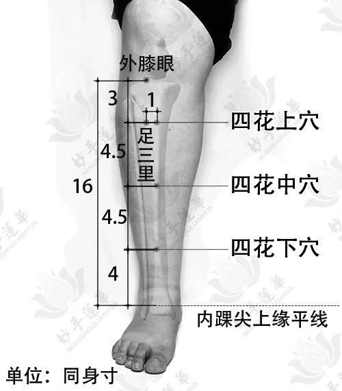 驷马准确位置图和作用图片