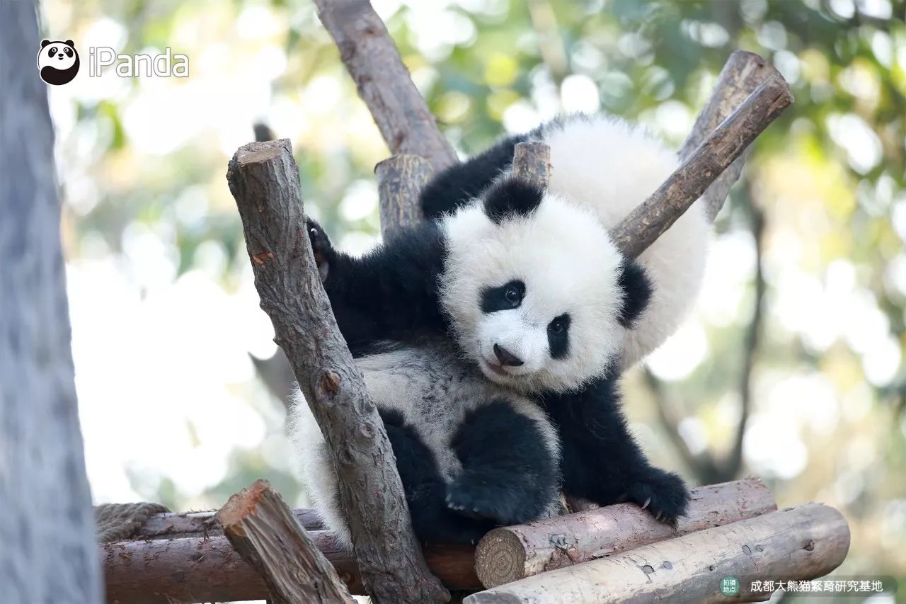 要吸就吸猫中极品—熊猫 正所谓 喝最烈的白酒 吸最肥的熊猫 要说本