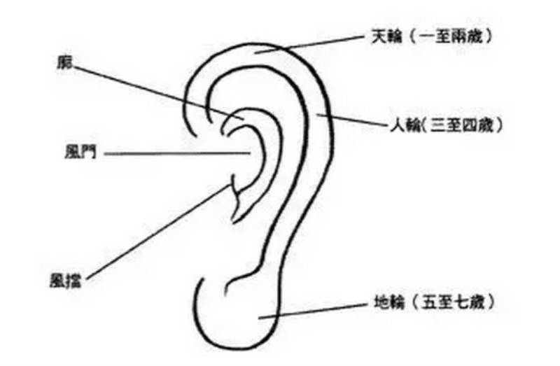 耳形图解命运 相学图片