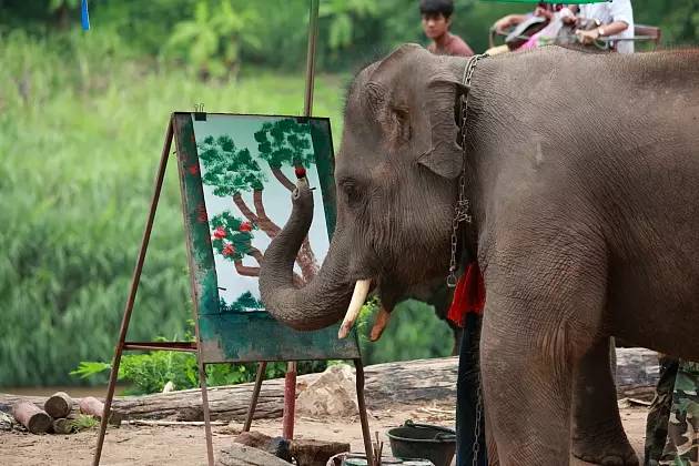 泰国大象踩人致死事件,背后的原因却让人如此心痛