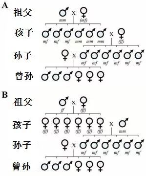 生儿生女?概率取决于父亲的未知基因