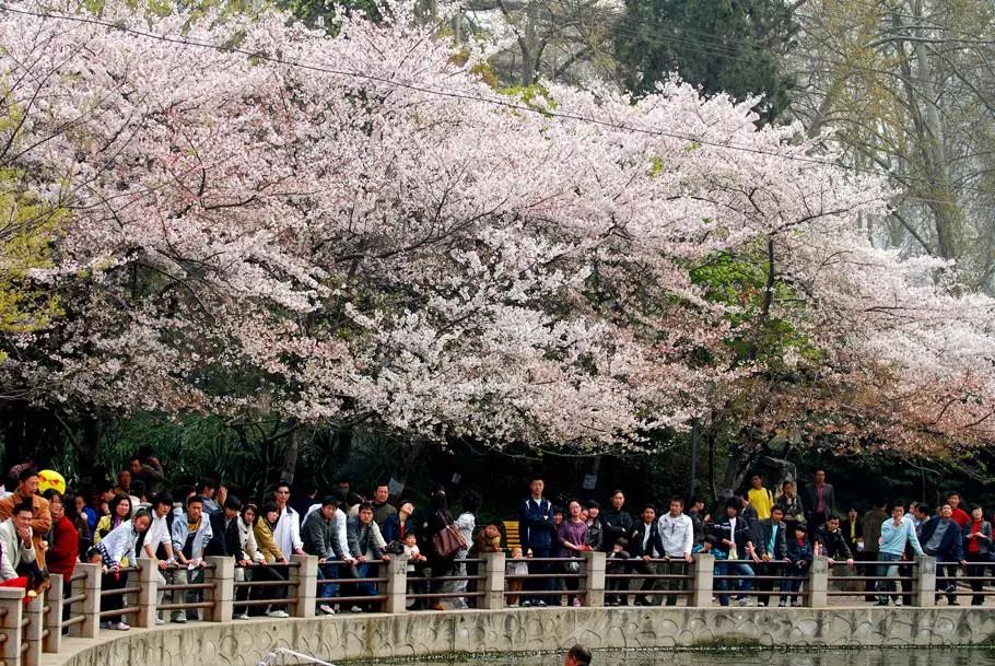 郑州桃花峪樱花图片