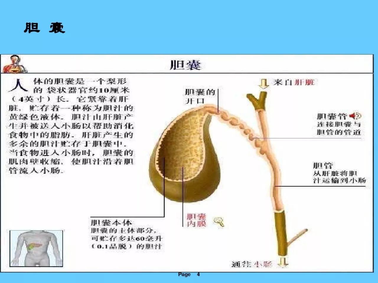 急性结石性胆囊炎病人的护理