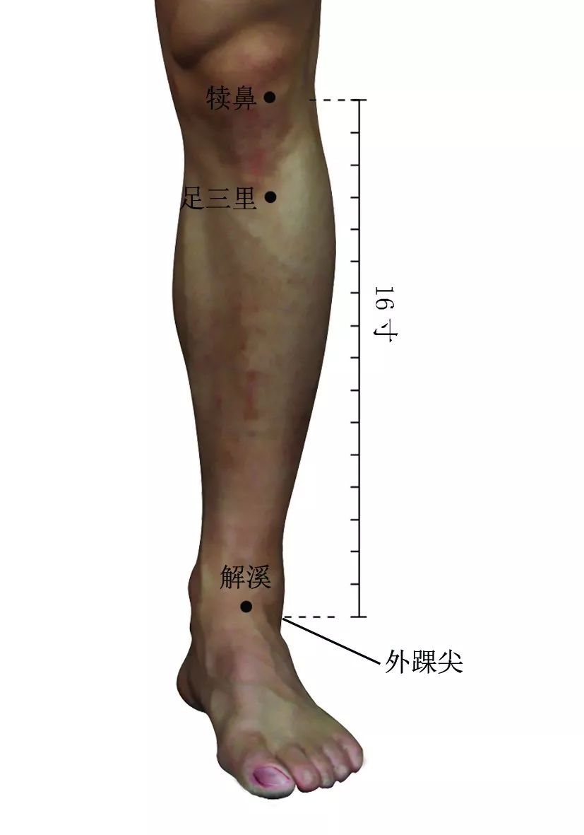 足三里穴足三里穴在小腿前外侧