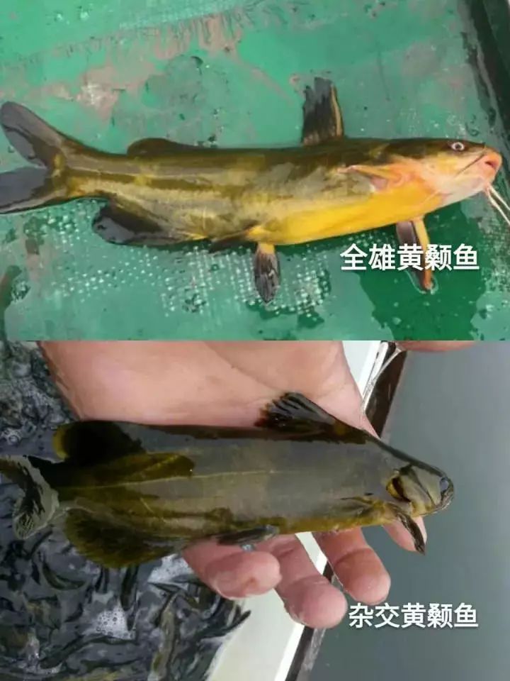 黄颡鱼公母图片