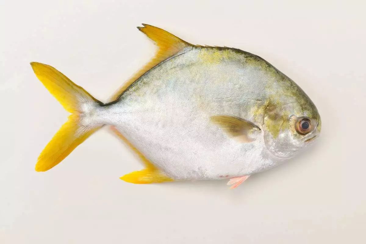 每天认识一种鱼102丨金鲳鱼身披金袍好吃不贵