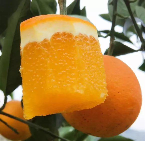 这就是湖南怀化的 麻阳冰糖橙