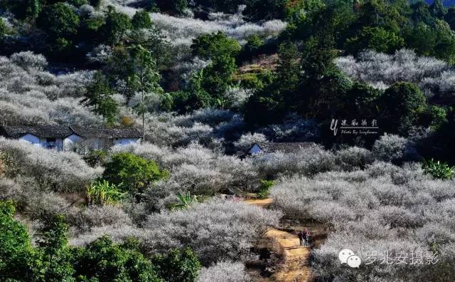 活動主題 |梅花緣 · 陸河情為更好的推介陸河,大力發展鄉村旅遊,挖掘