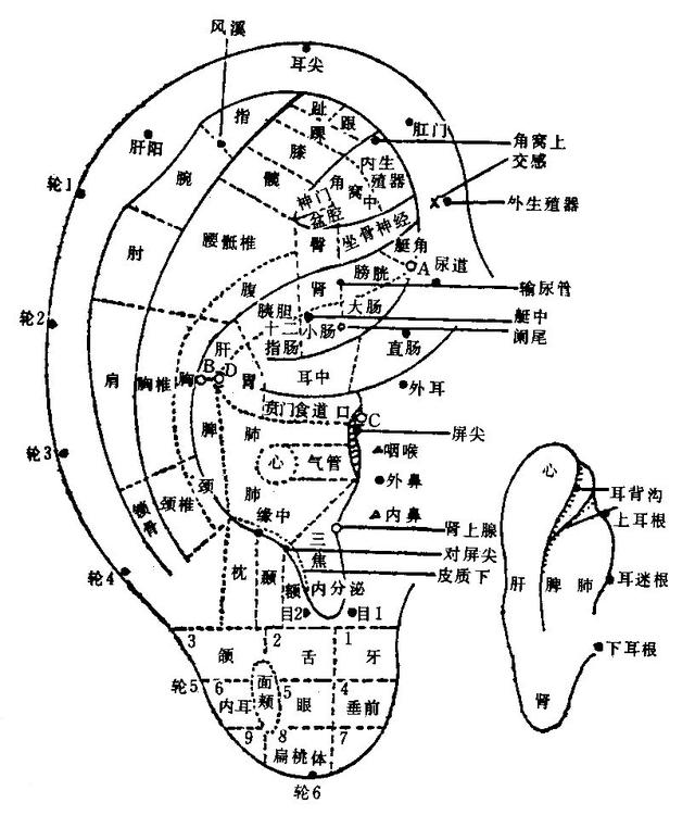 望诊前切忌揉擦,洗浴耳廓,光线应充足,且以自然光线为佳,并力求排除