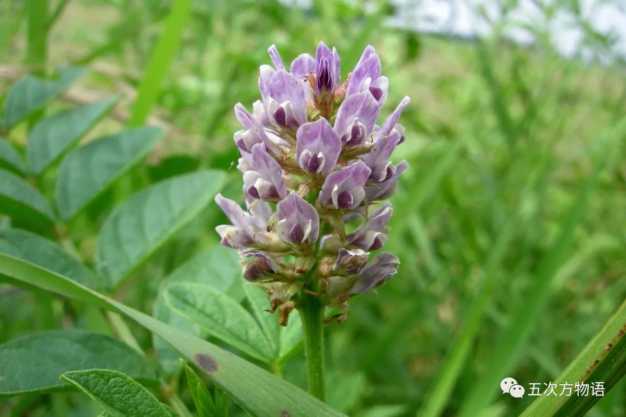 第九個,刺果甘草,學名glycyrrhiza pallidifloramaxim.,豆科甘草屬.