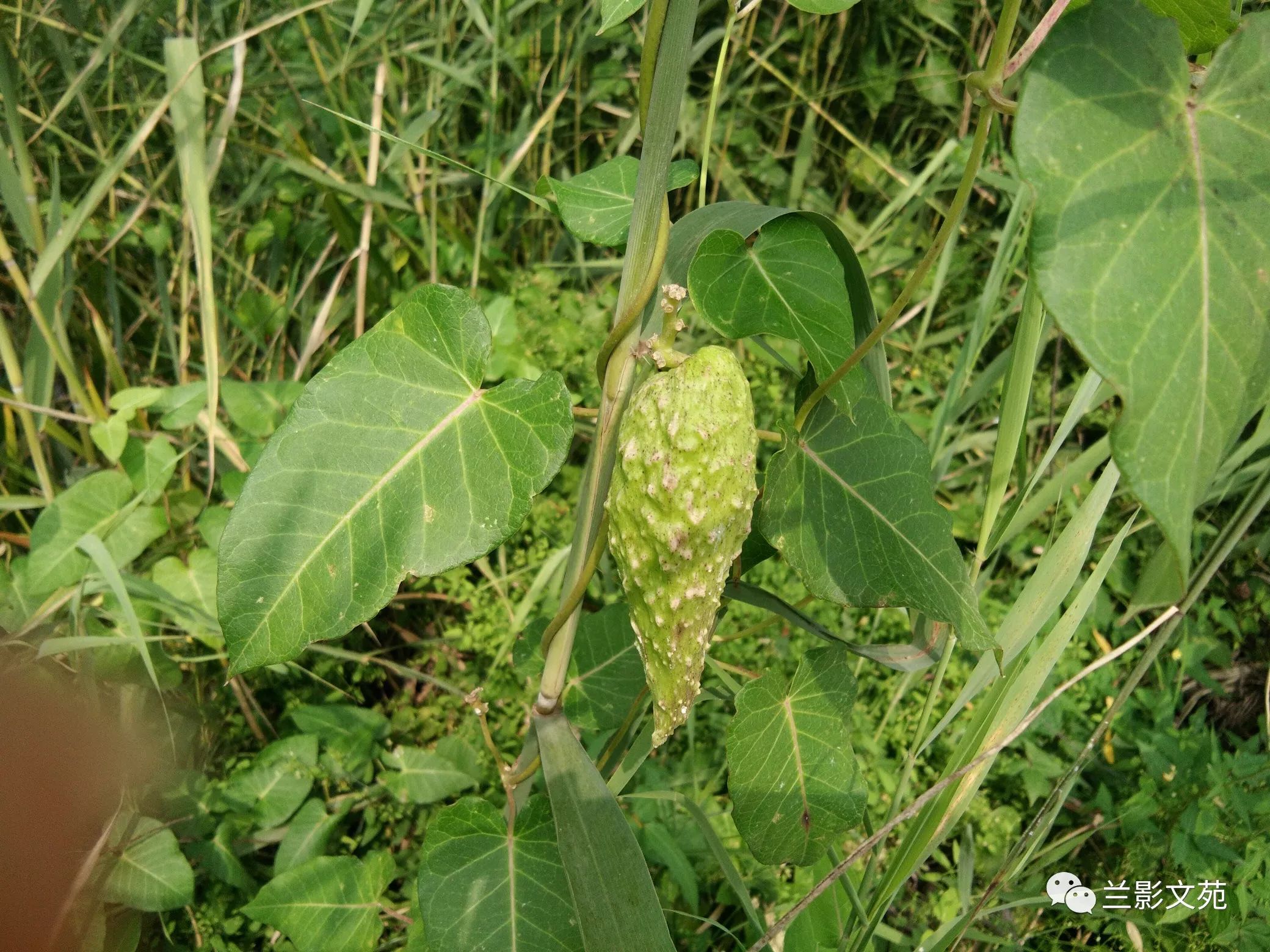 房前楼宇一线牵,丝绦盘藤绿垂莲,丝瓜注:比乐街上经常见到一对母子,其