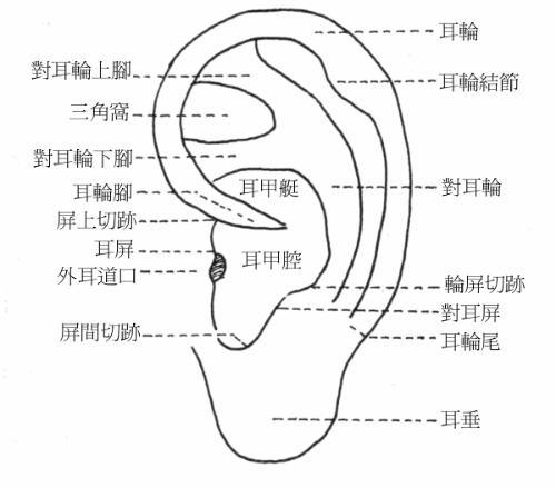 耳朵相学图解图片