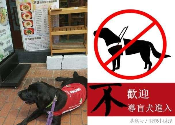 导盲犬被餐厅拒绝称会吓哭小孩要戴口罩让他无语:你见过警犬戴?
