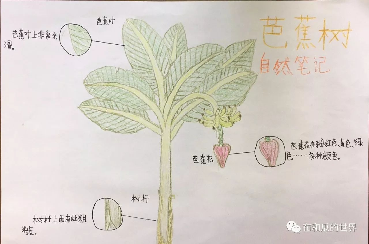 芭蕉树自然笔记作品图片