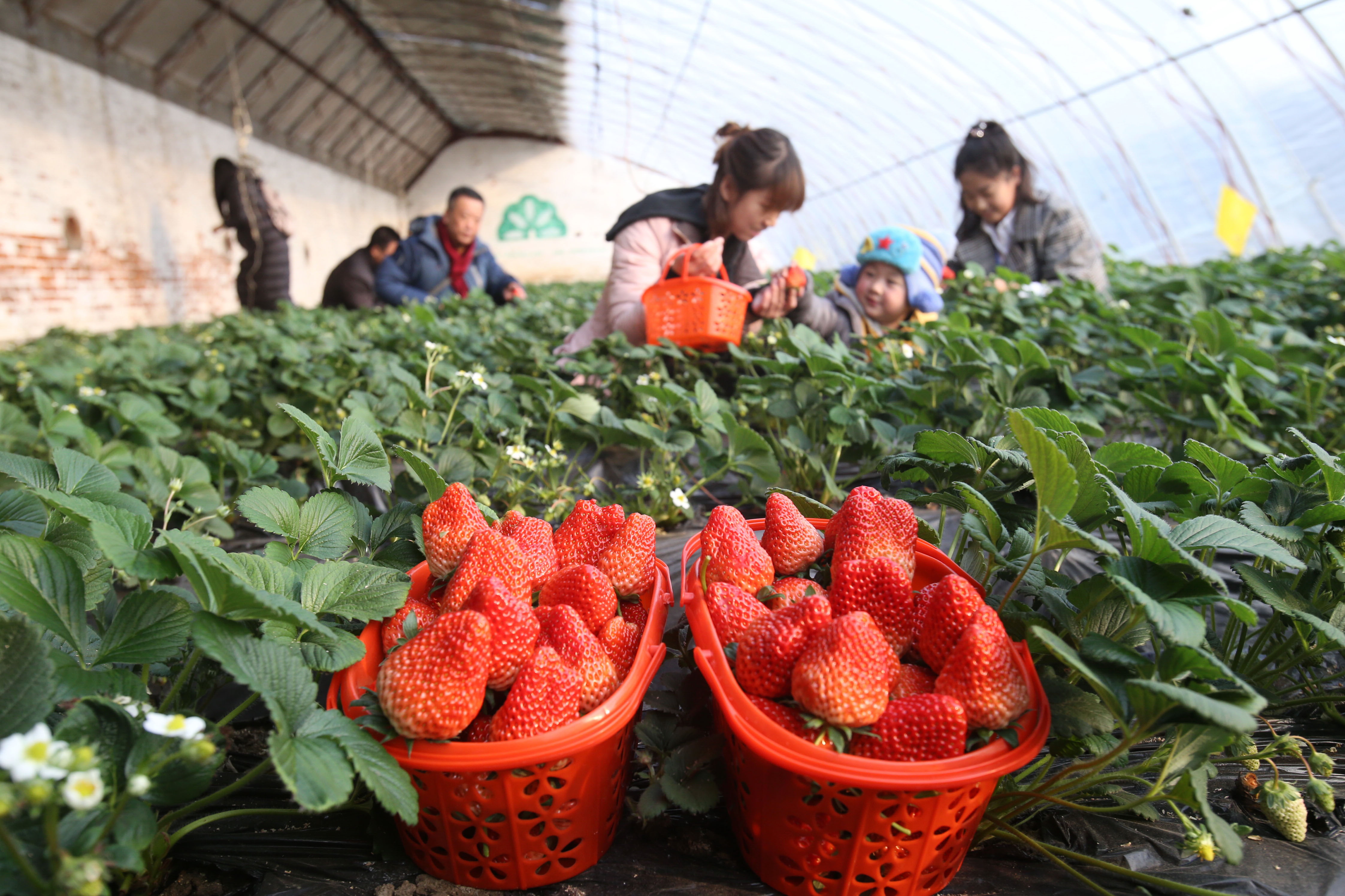 兴寿小高草莓园图片