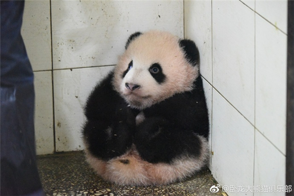 熊猫人揣手表情包图片