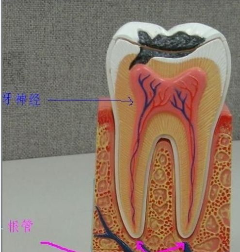 下牙槽神经管图片
