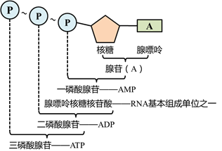 腺苷三磷酸的结构简式图片