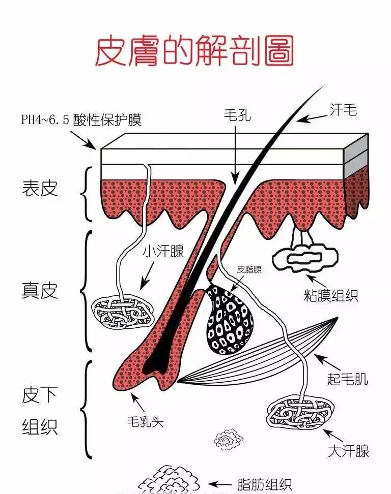 科学与护肤 —— 从认识皮肤结构开始