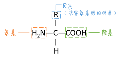 ①基本单位:氨基酸(1)蛋白质组成细胞的化合物3组成细胞的元素含量2