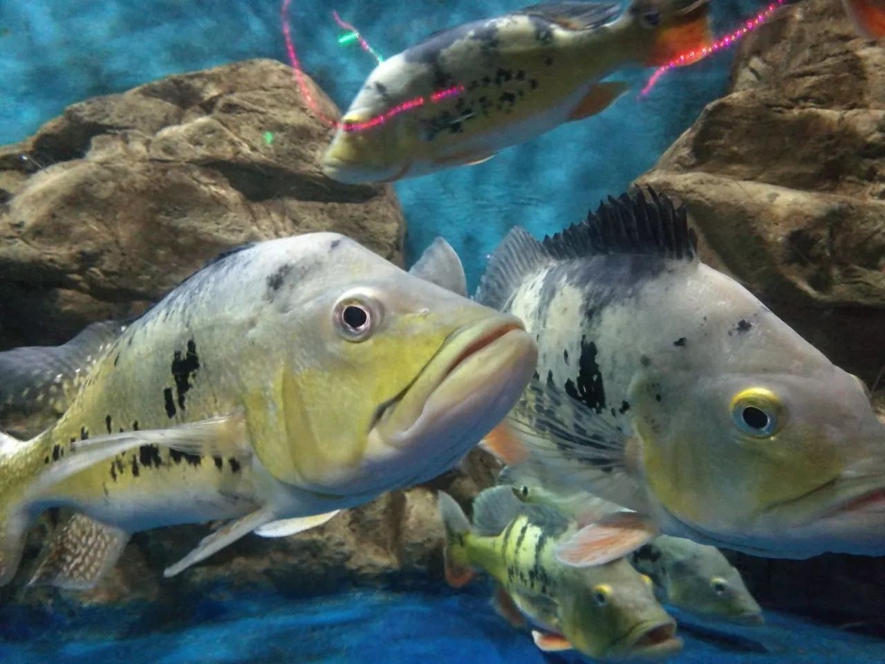 西安水族批发市场有哪些鱼类类型(西安水族批发市场有哪些鱼类类型的)