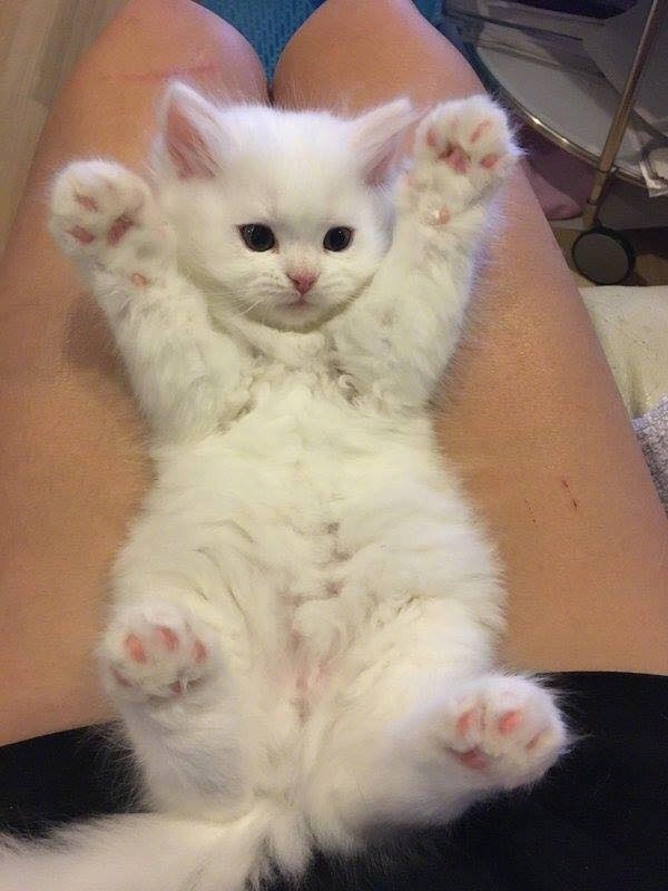 猫咪举手投降了!