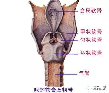 包括不成对的甲状软骨,环状软骨,会厌软骨和成对的杓状软骨等(图4