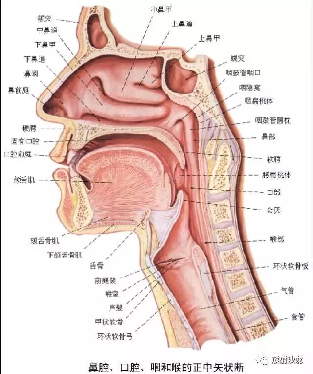 口咽喉解剖图图片