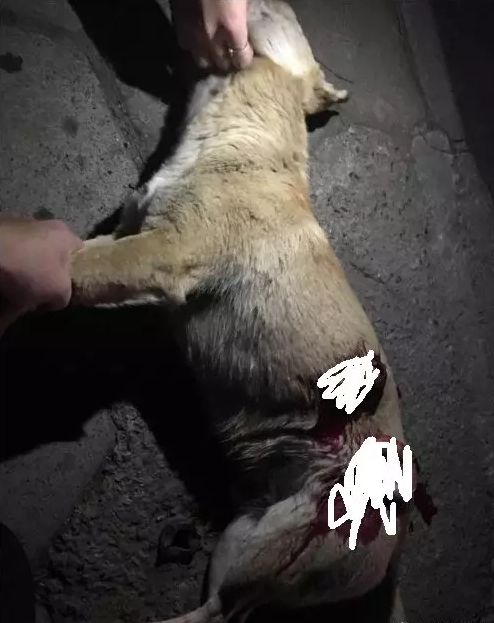 网友爆料:昨天下午在瑞信小区附近,有人拿刀捅死了一只狗狗……谁这么