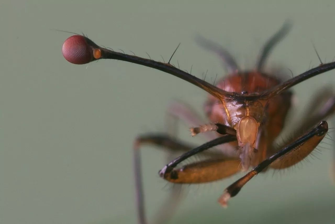 突眼蠅(stalk-eyed flies/diopsidae)是雙翅目突眼蠅科昆蟲家族的統稱