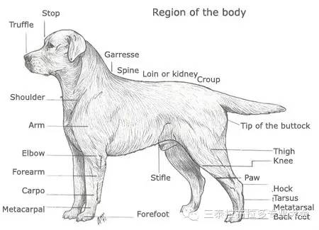 拉布拉多纯不纯图解图片