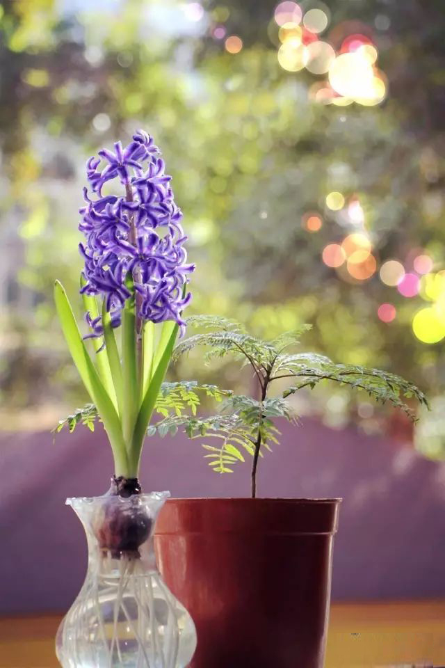 风信子种植手册