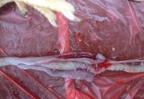 1,小肠球虫:小肠上有针眼大或绿豆大小的白点或红点,地养鸡常见球虫与