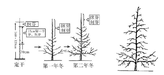 樱桃树栽培技术常用修剪方法